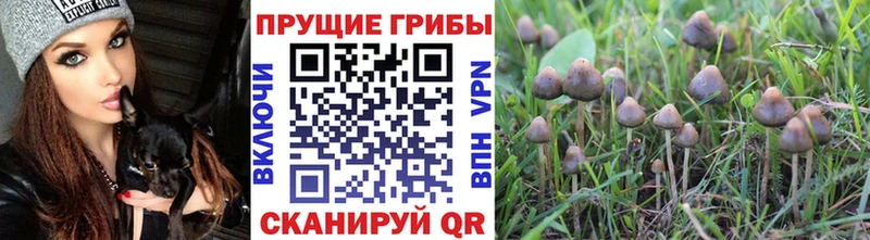 Псилоцибиновые грибы мицелий  Купить закладки  Кирс 